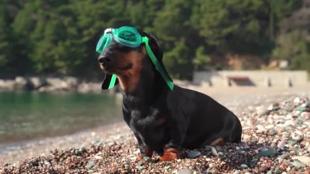 Zabawny jamnik szczeniak z zielonymi goglami spoczywa na plaży — Wideo stockowe