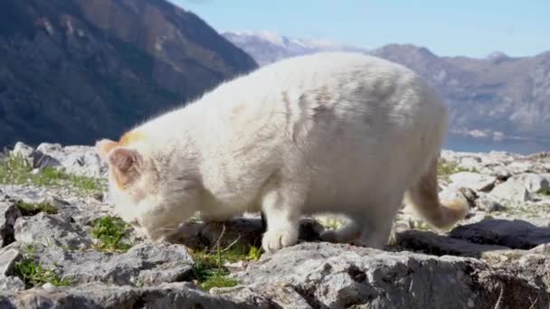 Sucio gato callejero come en la calle, fondo borroso con montaña y vista panorámica de la bahía. Un transeúnte de buen carácter alimentado con animales hambrientos sin hogar — Vídeo de stock