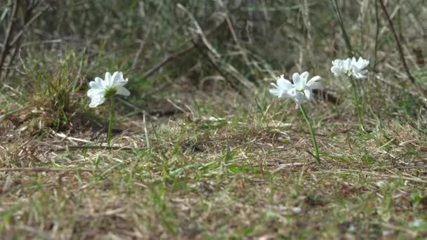Person pflückt an sonnigen Frühlingstagen frische kleine weiße Stellaria-Blüten, die auf der grünen Wiese wachsen. — Stockvideo