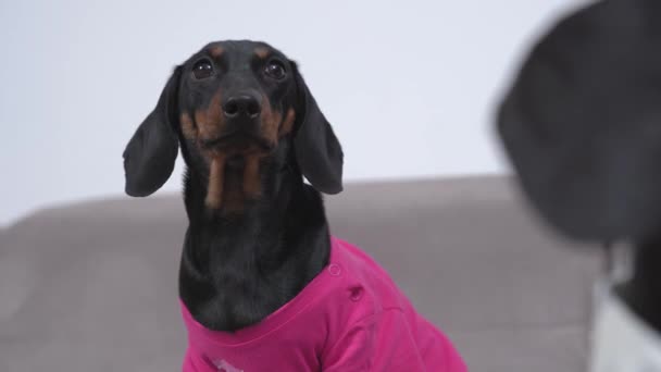 Дахшундський собака отримує ідею і тікає у вітальню — стокове відео