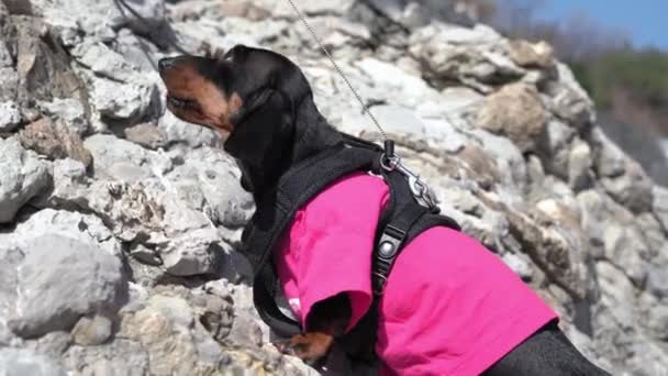 日当たりの良い日には険しい崖からダックスフント登山家が降りてくる — ストック動画