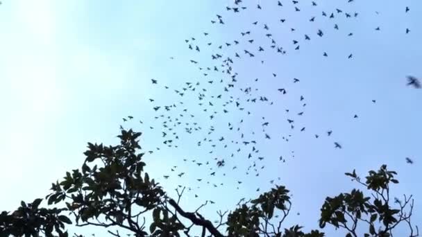 Silhuetas de pássaros e galhos de árvore contra o céu azul — Vídeo de Stock