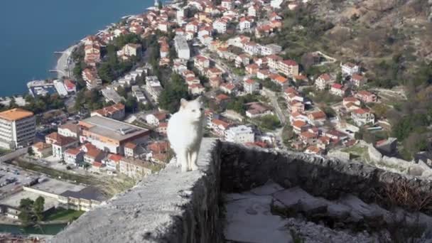 Gatto bianco cammina lungo il vecchio parapetto di pietra alla fortezza di Kotor — Video Stock