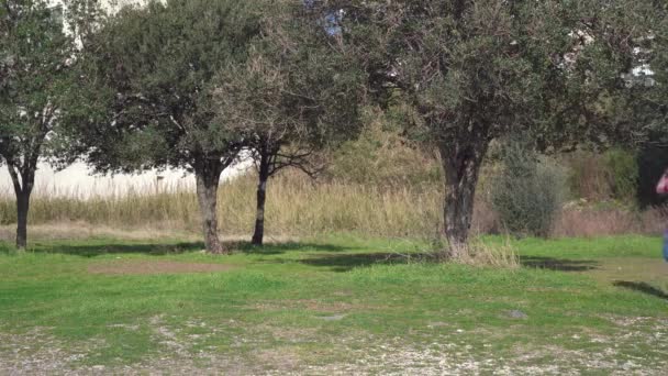 Frau in Pullover und Jeans läuft auf Rasen neben Olivenbäumen — Stockvideo