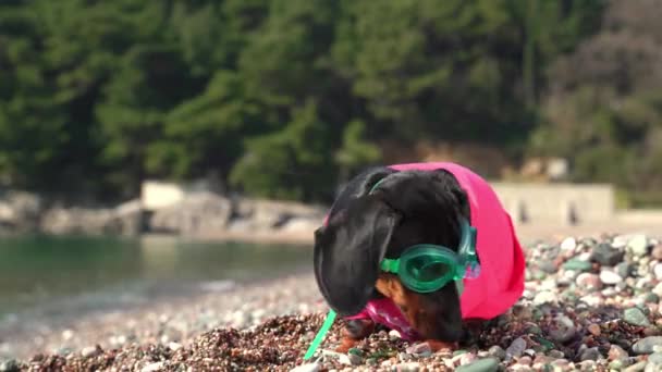 Dackel mit grüner Brille verbringt Zeit am felsigen Strand — Stockvideo
