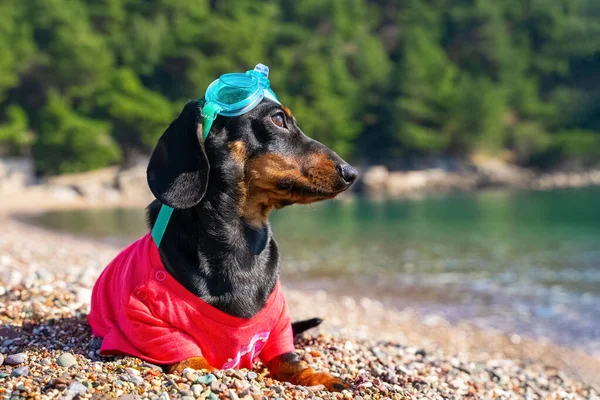 Şirin dachshund köpek yavrusu tişörtlü ve kafasında yüzme gözlükleriyle yeterince daldı, bu yüzden çakıl taşı plajında uzanıyor, dinleniyor ve güneşleniyor.