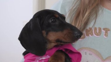 Dachshund köpeğini besleyen bir kadın var.
