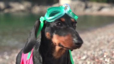 Kayalık deniz sahilinde gözlüklü komik bir köpek yavrusu.