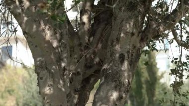 Parkta gölgeleri olan yaşlı zeytin ağacının gövdesi ve dalları