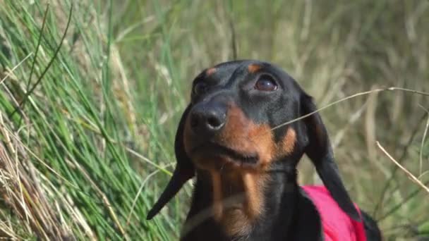 Curioso lindo cachorro negro y moreno dachshund se sienta entre la hierba verde y seca del prado con el propietario en el soleado día de primavera mirando hacia arriba. — Vídeos de Stock