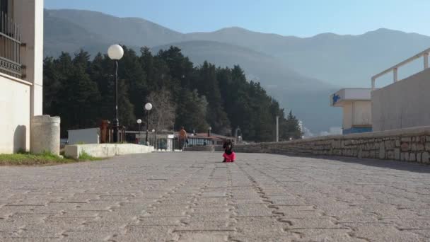 분홍색 양복을 입은 닥 순 강아지는 비어 있는 포장도로를 따라 운행 한다 — 비디오