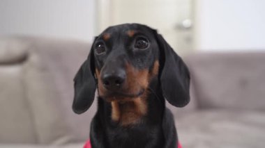 Meraklı dachshund köpeği odada bir şeyle ilgileniyor.