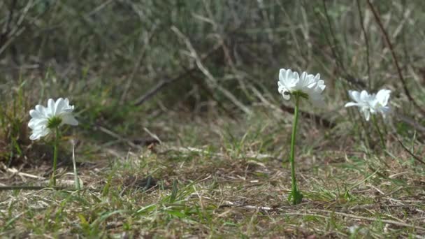 Junger Mann pflückt weiße Blumen, die im Frühling auf der Wiese wachsen — Stockvideo
