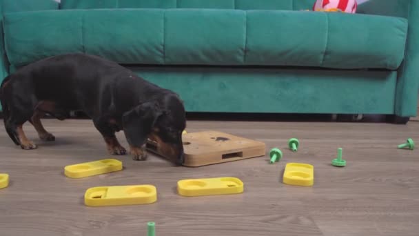 Playful dachshund sums developing mind teaser items on floor — Stock Video