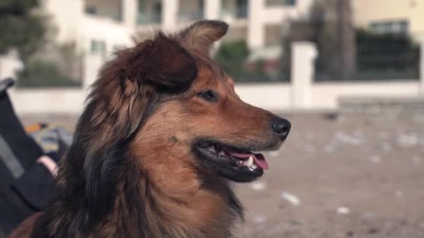 Tlama roztomilé načechraný hnědý hlídací pes s růžovým jazykem odpočívá na moderní resort City Street na slunné letní den. — Stock video