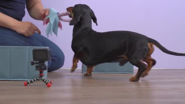 Mujer enseña Fetch con dachshund utilizando el método de formación libre — Vídeos de Stock