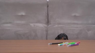 Initiative dachshund dog in white shirt put holiday card on table with colored pencils to write congratulations and pleasant wishes to its beloved, front view