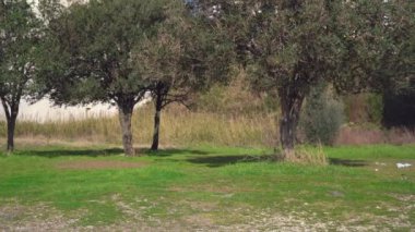 Young woman environmental activist removes garbage outdoor during walk to hand over for recycling. Walk in the olive grove. Global ecological problems