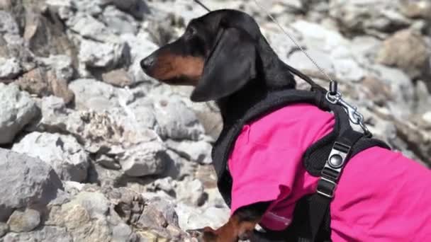Brave climber dachshund dog with safety rope goes down the cliff carrying out search and rescue work, close up, side view. Regular training of service animals. Outdoor activities — Vídeos de Stock