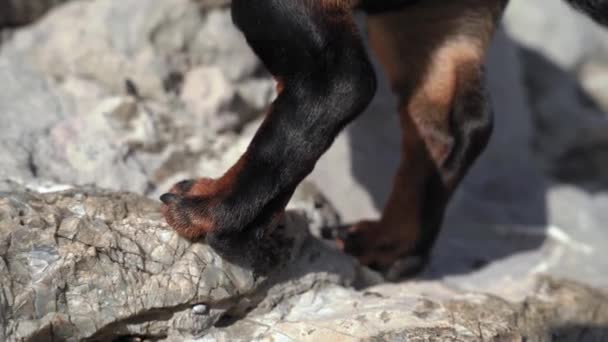 Funny clumsy dog tries to climb on cliff on the rock jumping on them with short legs, close up. Beautiful sunny day for outdoor activities. Rock climbing training — Vídeo de stock