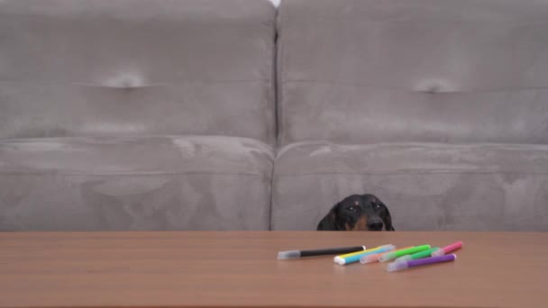 Initiative dachshund dog in white shirt put holiday card on table with colored pencils to write congratulations and pleasant wishes to its beloved, front view — 비디오