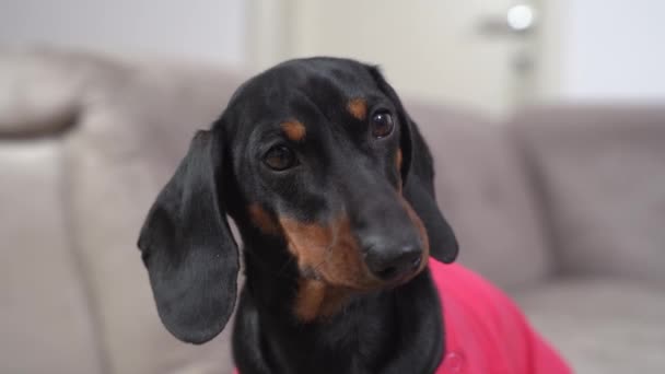 Portrait of baby dachshund dog carefully watching and listening to owner or handler, but does not understand what is required of it, close up. Training newly adopted puppy — Vídeos de Stock