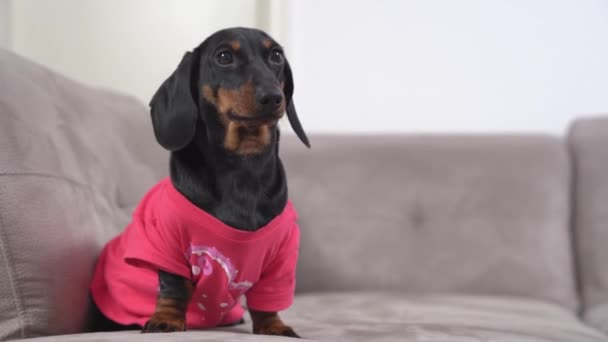 Беспокойный щенок таксы в розовой футболке послушно сидит на диване и нервно поворачивает голову из стороны в сторону при каждом звуке. dog выполняет команду stay — стоковое видео