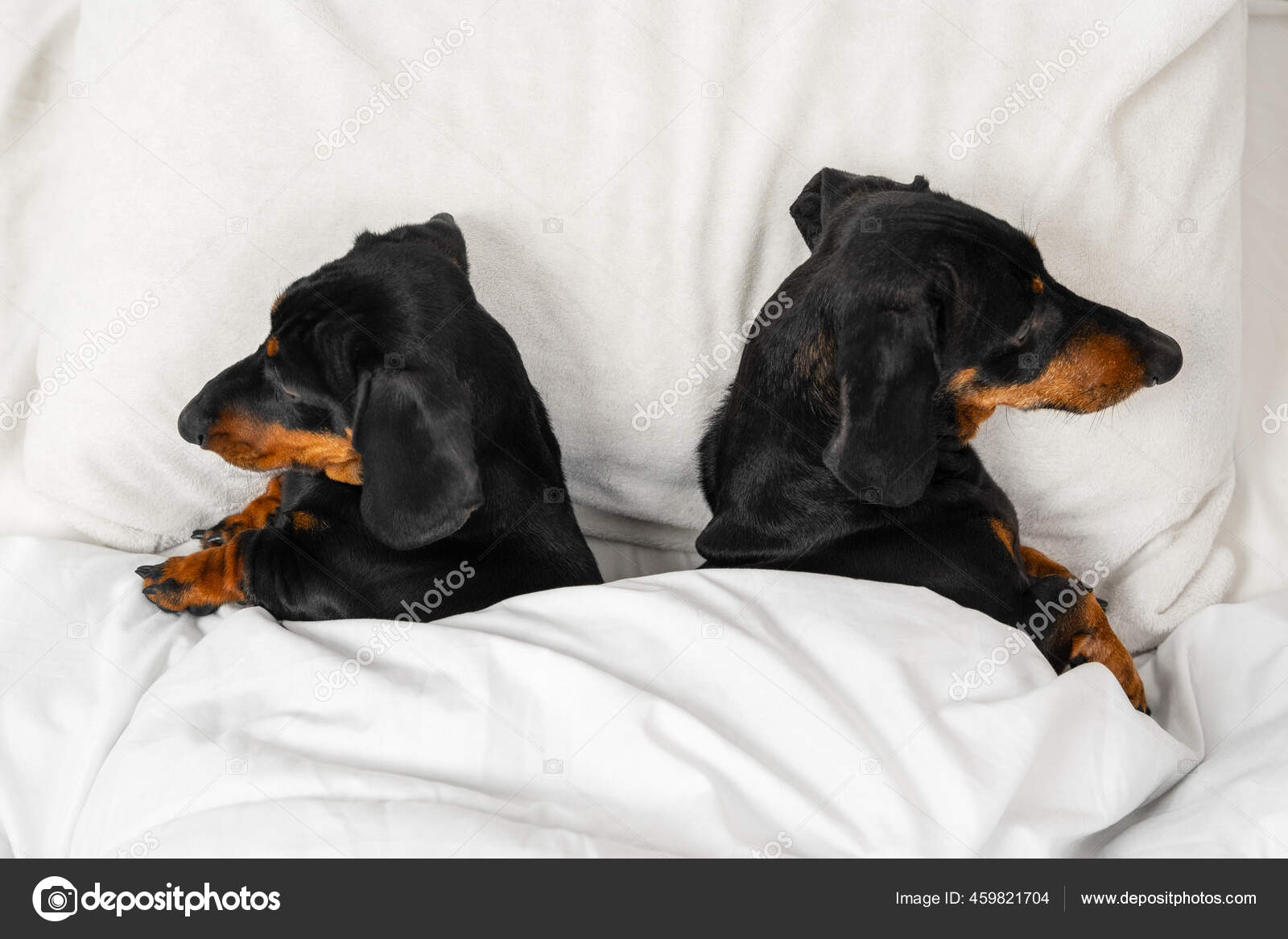Can Dogs Sleep Under The Blanket