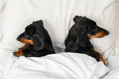 İki dachshund köpeği sıcak bir battaniyenin altında yatar. Birbirlerine sırtı dönük tıpkı tartışan eşler gibi. Üst görünüm, kopyalama alanı. İlişkilerde sorun ve aile psikologunu ziyaret etme ihtiyacı