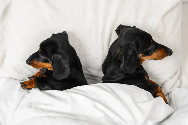 İki dachshund köpeği sıcak bir battaniyenin altında yatar. Birbirlerine sırtı dönük tıpkı tartışan eşler gibi. Üst görünüm, kopyalama alanı. İlişkilerde sorun ve aile psikologunu ziyaret etme ihtiyacı