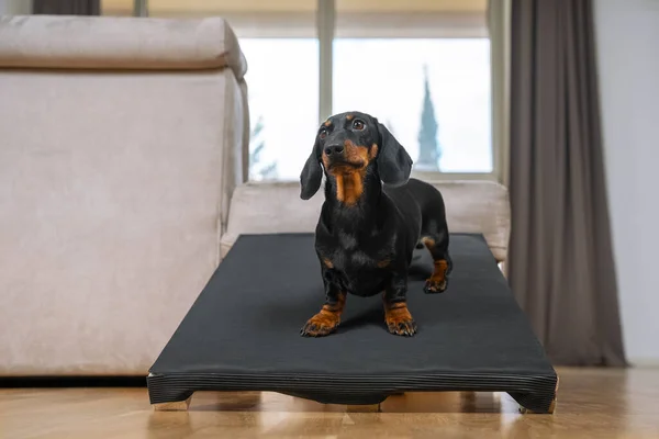 Şirin bir köpek yavrusu, siyah ve bronz tenli, uzun omurgalı ve kısa pençeli köpekler için özel bir rampanın üzerinde durur. Küçük bir evcil hayvanın sırtındaki sağlığın güvende.