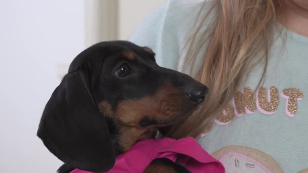 Ragazza bionda tiene carino bassotto cucciolo e lo alimenta con le mani, da vicino. Crescere animali coccolati. Il cane è ricompensato con trattamento per esecuzione obbediente di comando la Corteccia o SPEAK durante formazione — Video Stock