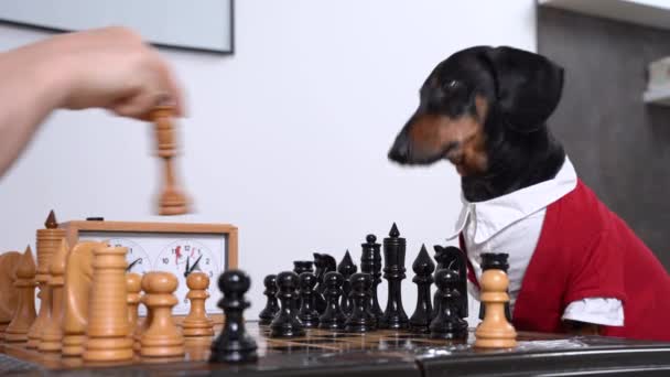 Жінка рухається Королева грає в шахи з милою собакою такса — стокове відео