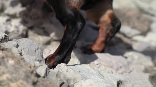 Patas de couro de alpinista dachshund subindo em penhasco rochoso — Vídeo de Stock