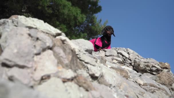 Dachshund alpinista huye de la cima de un alto acantilado empinado — Vídeo de stock