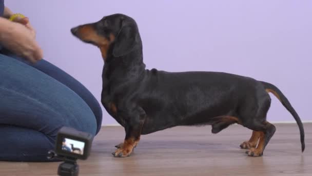 Mujer da golosinas a perro dachshund presionando la tecla clipper — Vídeos de Stock