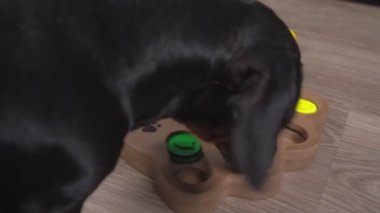 İtaatkar dachshund, evcil hayvanlar için karmaşık bulmacaları çözmek için kullanışlı bir şekilde zaman harcar. Oyuncak bölümlerinin gizli bölmelerinde köpek burnu işi için lezzetli şeyler bulunur. Kapatın, arkadan bakın.