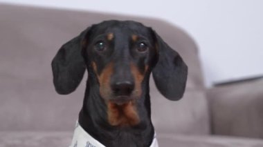 Akıllı dachshund kapı zilinin çaldığını duydu, havladı ve misafirleri karşılamak için koştu. Yaramaz köpek herhangi bir ses yüzünden havlamaya başlar. Evcil hayvan trenleri komutu Konuş ya da Sessiz