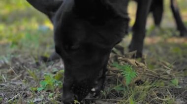 Siyah İsviçreli çoban köpeği dışarıda yürürken yerde yiyecek buldu ve onu yiyor. Sokaktaki terbiyesiz evcil hayvanın kötü davranışları. Yemek zehirlenmiş olabilir. Evsiz hayvan.
