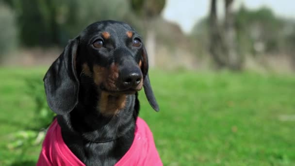 Filhote de cachorro dachshund engraçado em t-shirt rosa coletado belo buquê ao seu amado, amarrado a si mesmo com corda e arraste para casa. Vídeo engraçado para cumprimentos de aniversário ou outros feriados — Vídeo de Stock