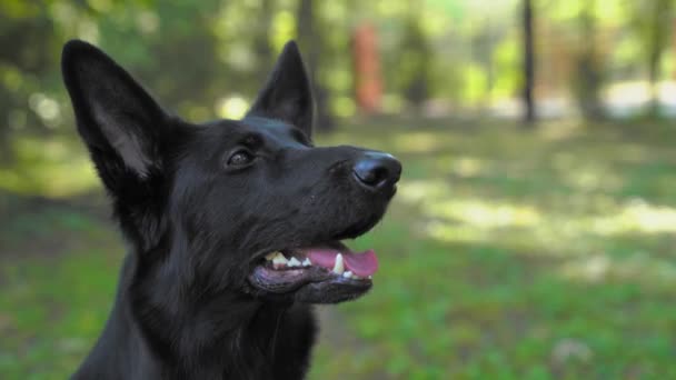 El perro pastor suizo negro se sienta y espera obedientemente la recompensa por el comando correctamente ejecutado durante el entrenamiento. Manipulador da trozo de mascota de carne fresca cruda. El animal no come sin permiso del propietario — Vídeo de stock