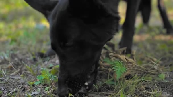 Μαύρος Ελβετικός Ποιμενικός σκύλος έχει βρει τροφή στο έδαφος ενώ περπατούσε έξω και την έτρωγε. Κακή συμπεριφορά κακότροπου κατοικίδιου ζώου στο δρόμο. Το φαγητό μπορεί να δηλητηριαστεί. Άστεγο ζώο — Αρχείο Βίντεο