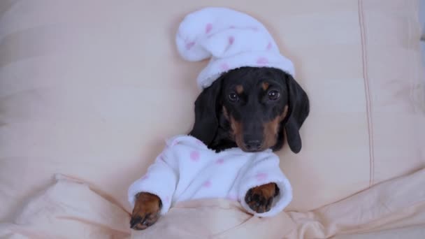新生児のようなキャップを持つ面白い暖かいパジャマでかわいい赤ちゃんのダックスフントは毛布の下に寝て、トップビューになります。病気の間のリハビリのためのベッドの残り — ストック動画