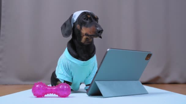 Spor giyimli, pençeli bileklikleri ve kafa terinden korunan sevimli bir dachshund köpeği ev eğitimini dambılla birlikte dijital tablet kullanarak seçiyor. — Stok video