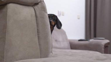 Dachshund köpek yavrusu bakar ve yastığın arkasından uzaklaşır.