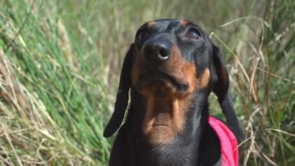 Dachshund cachorro se sienta entre la hierba verde y seca pradera — Vídeo de stock