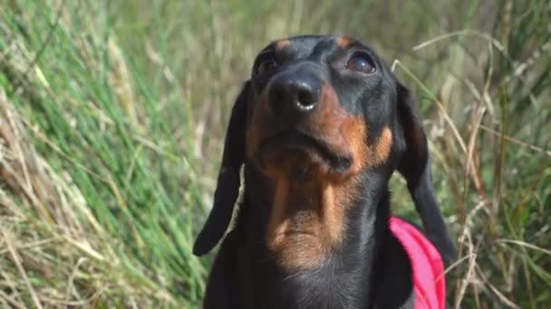 Dachshund szczeniak siedzi wśród zielonych i suchych traw łąkowych — Wideo stockowe