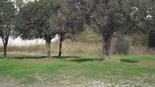 Perro Dachshund en ropa rosa corre a lo largo de exuberante prado verde — Vídeos de Stock