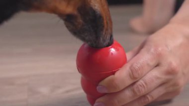 Yönetici ya da sahibi evcil hayvanın zihinsel ve fiziksel uyarılması için özel çiğneme oyuncağının içine ıslak yiyecekler koyar ve köpek onu almaya çalışır, kapar. Evdeki oyun süresini uzatmak için entellektüel ve etkileşimli şeyler