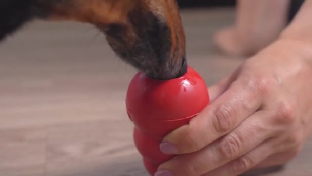 Manipulador ou proprietário coloca comida molhada dentro de brinquedo mastigar especial para estimulação mental e física do animal de estimação, e o cão tenta buscá-lo, de perto. Coisas intelectuais e interativas para estender o tempo de jogo em casa — Vídeo de Stock